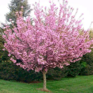 Kwanzan Cherry - Prunus serr. 'Kwanzan'