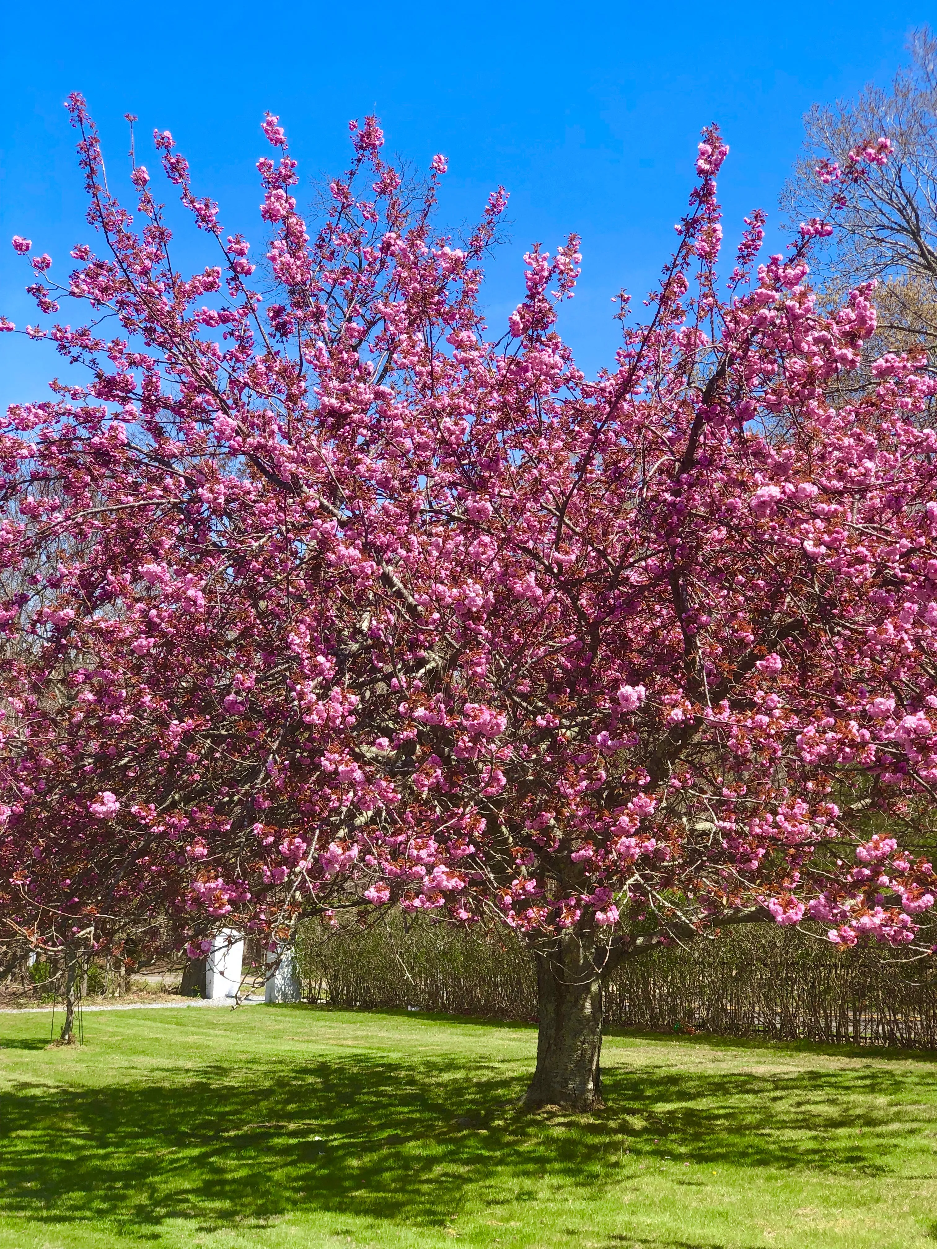 Kwanzan Cherry - Prunus serr. 'Kwanzan'