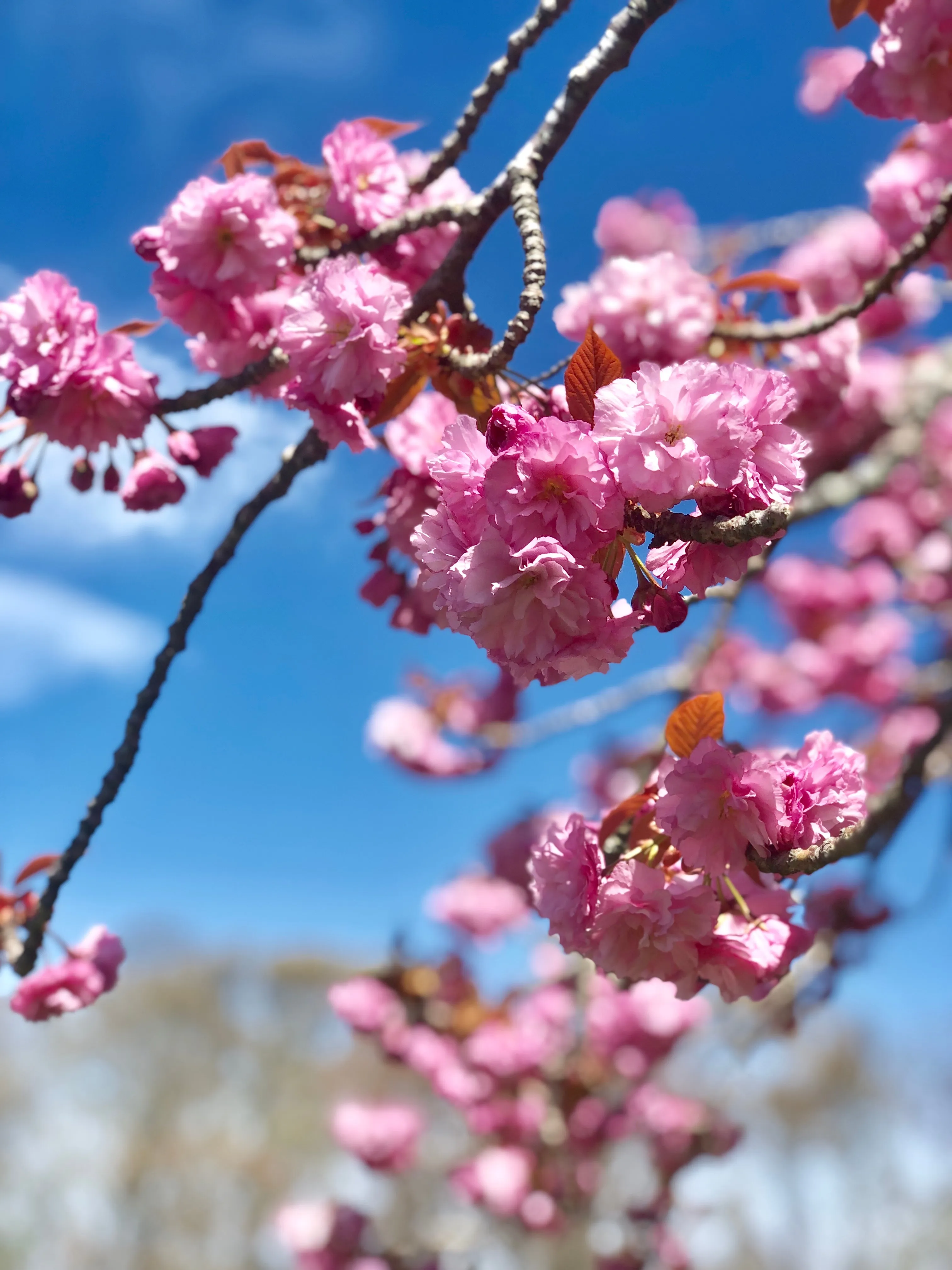 Kwanzan Cherry - Prunus serr. 'Kwanzan'