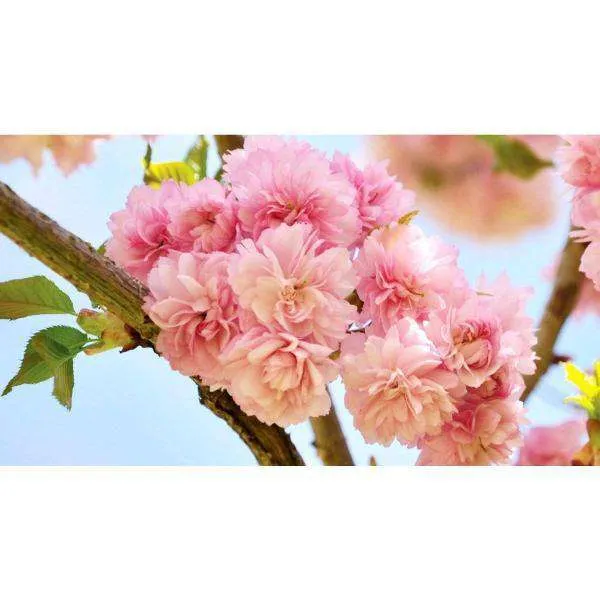 Kwanzan Cherry - Prunus serr. 'Kwanzan'